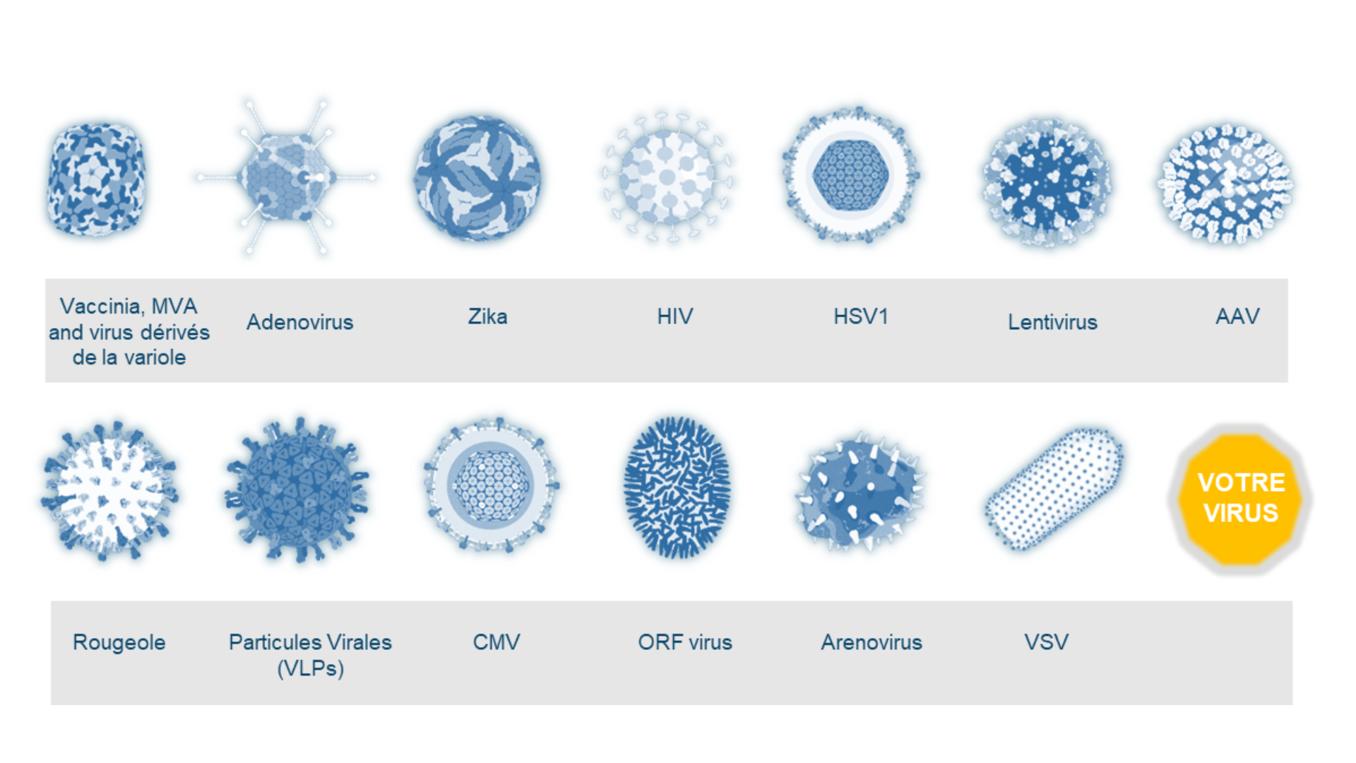 Portfolio Vecteurs Viraux ABL Biomanufacturing